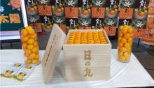 Mikan Orange Japon